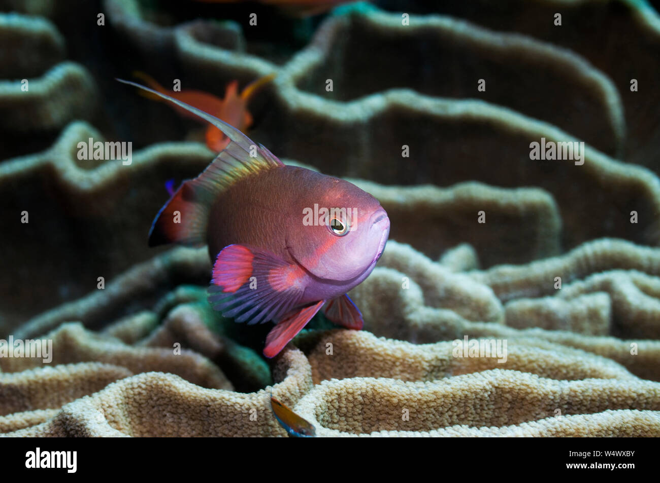 Lyretail anthias o Goldie (Pseudanthias squamipinnes) maschio su coral. Rinca, Indonesia. Foto Stock