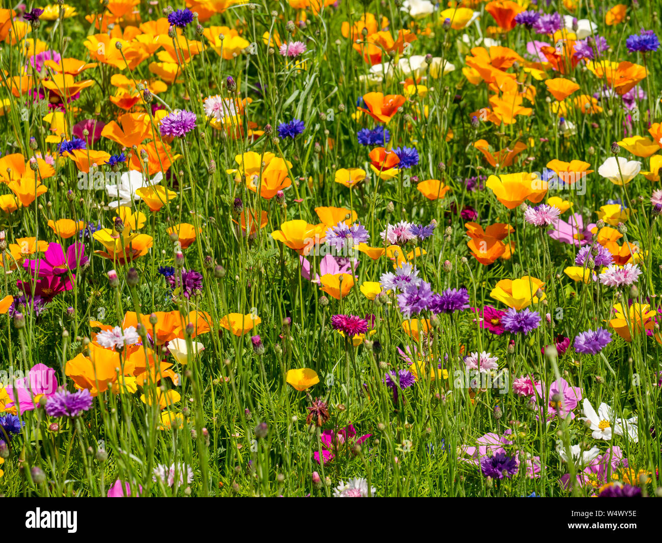 Estate colorati fiori selvatici con un mix di varietà tra cui cornflowers, centaurea cyanus, Lodge motivi, North Berwick, East Lothian, Scozia, Regno Unito Foto Stock