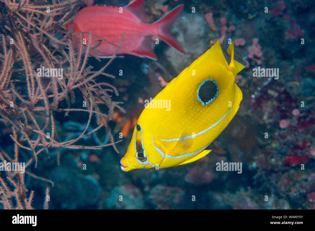 Il Bennett's butterflyfish o Bluelashed butterflyfish [Chaetodon bennetti]. Nord Sulawesi, Indonesia. Foto Stock