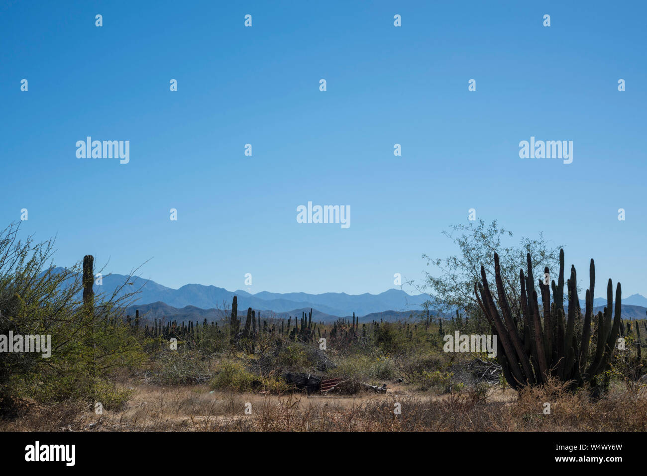 Paesaggio con cactus a El Triunfo, Baja, Messico Foto Stock