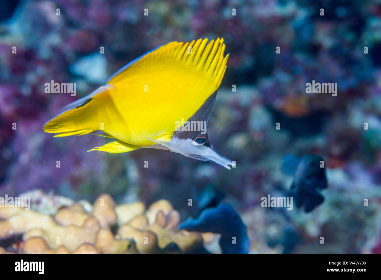 A becco lungo o butterflyfish forcipe pesce [Forcipiger flavissimus]. Nord Sulawesi, Indonesia. Foto Stock