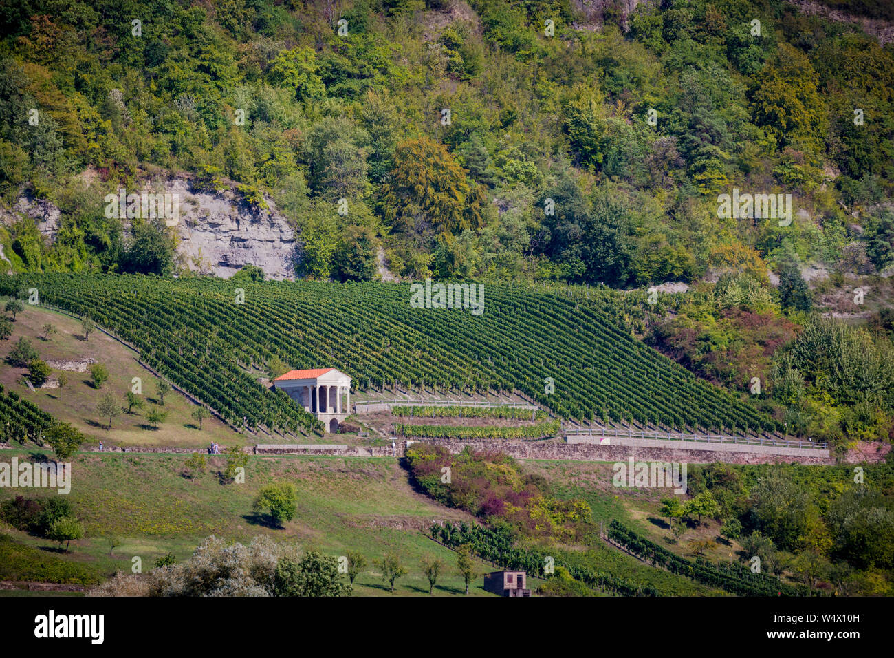 Splendidi vigneti lungo il fiume Moselle in Germania.jpg Foto Stock