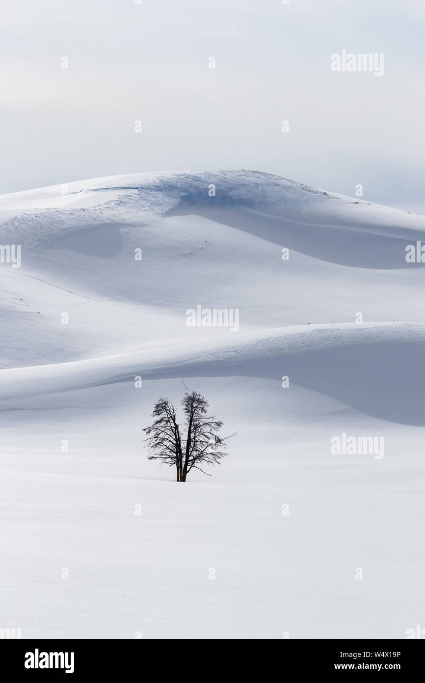 Singolo gruppo albero tronco circondata da neve e colline Foto Stock