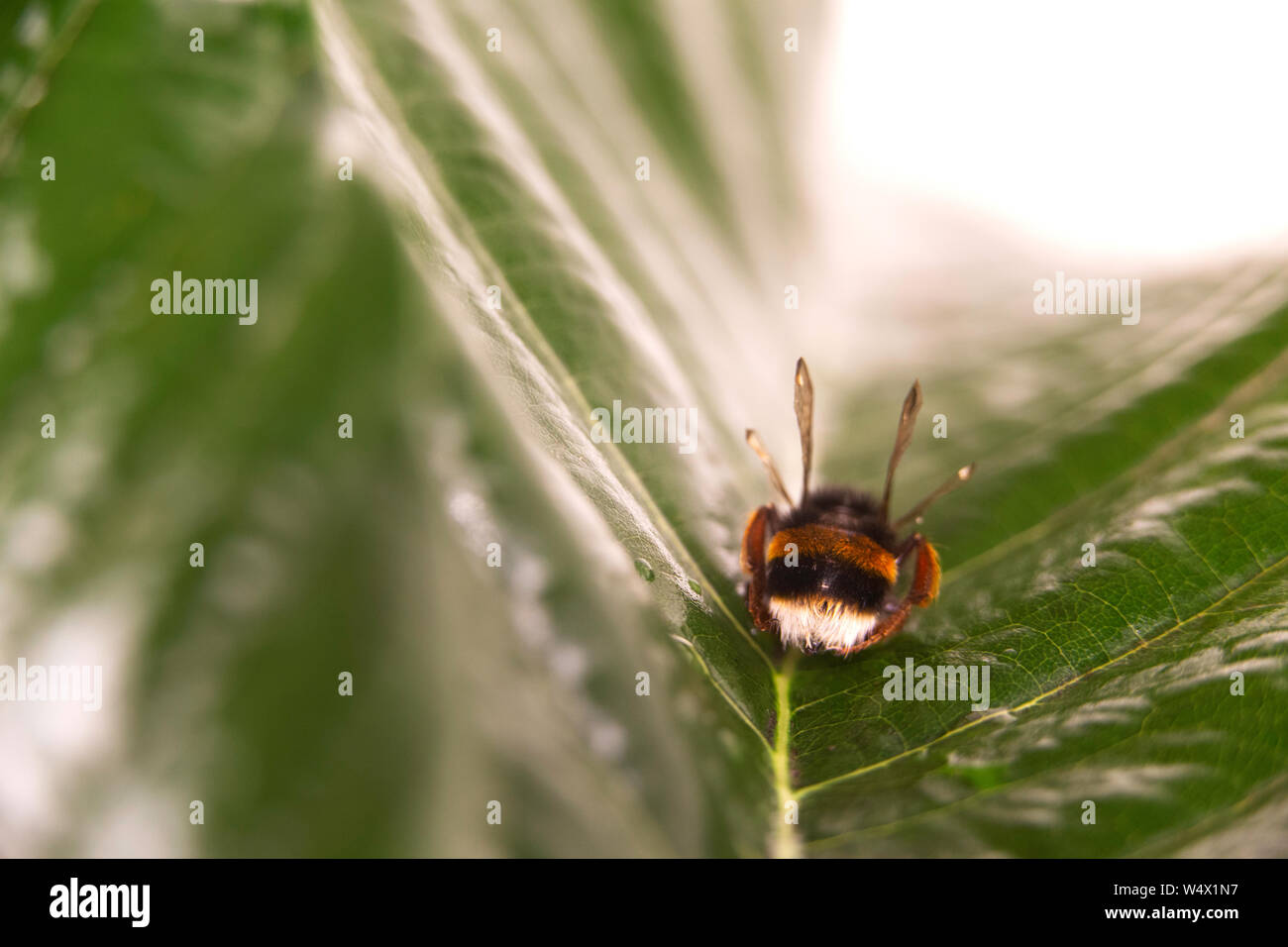 Avviso di natura concetto: close up di un Bumble Bee (Bombus) morto nel fuoco selettivo su una foglia verde Foto Stock