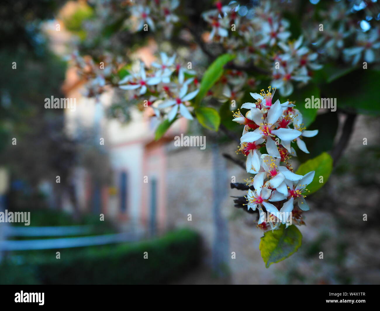 Bellissimi fiori in un giardino segreto Foto Stock