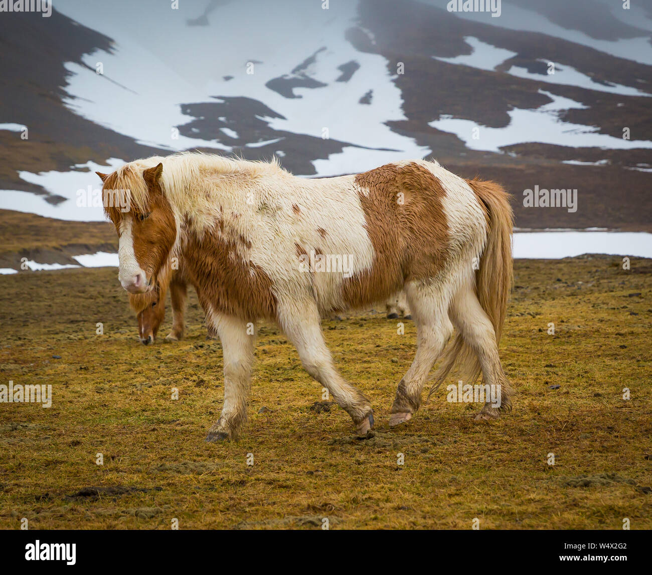 Spesso mantello di copertura dei capelli cavalli islandesi in inverno Foto Stock