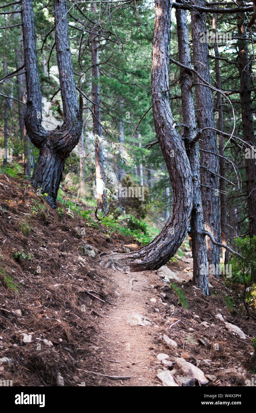 Weird funny tree con una forma a "S" su un sentiero di terra durante la GR20 escursione in Corsica, Francia Foto Stock
