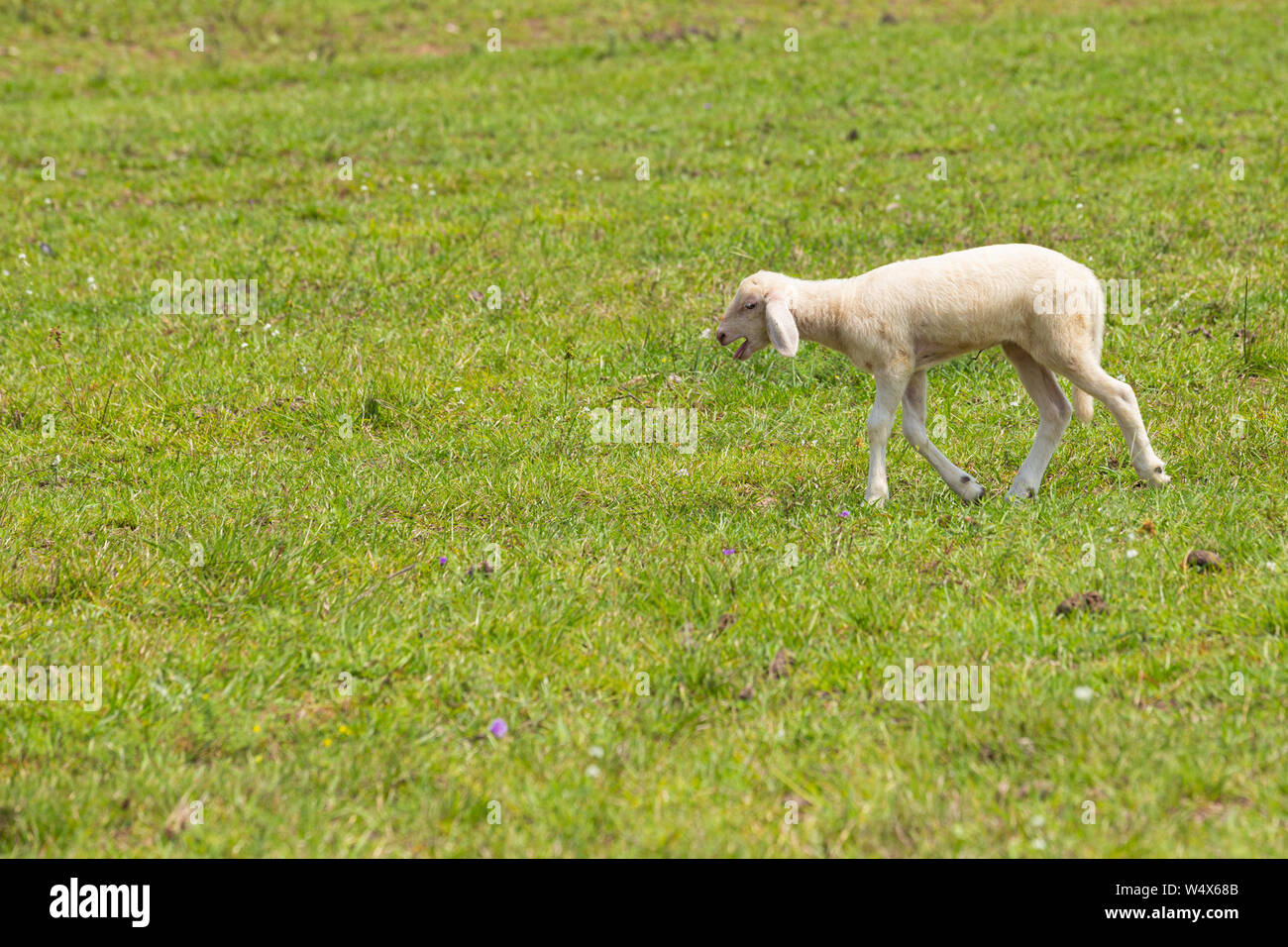 Un giovane agnello il pascolo in un prato Foto Stock