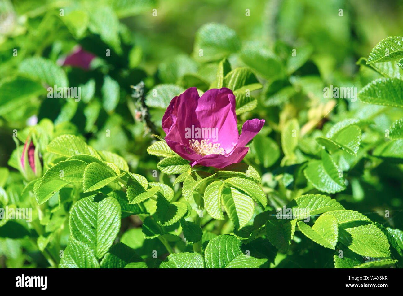 Rosa selvatica, ramanas rosa (Rosa rugosa rubra) fiorisce e riempie l'aria con una fragranza per tutta l'estate Foto Stock