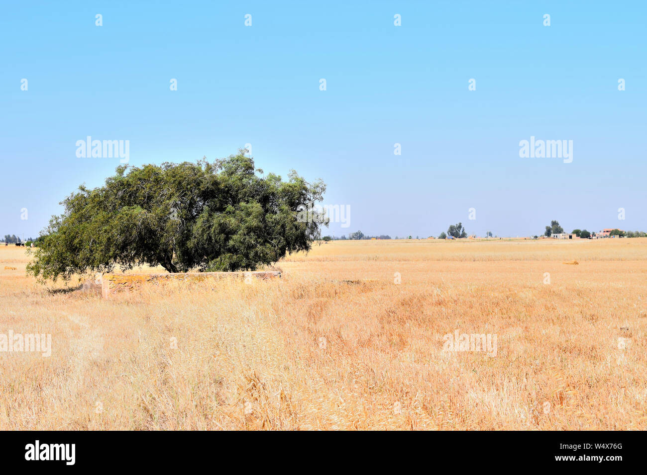 Tempo del raccolto di grano con un albero paesaggio panoramico campo con pagliaio, stagione di raccolto, farm , organici coltivati, bellezza Foto Stock