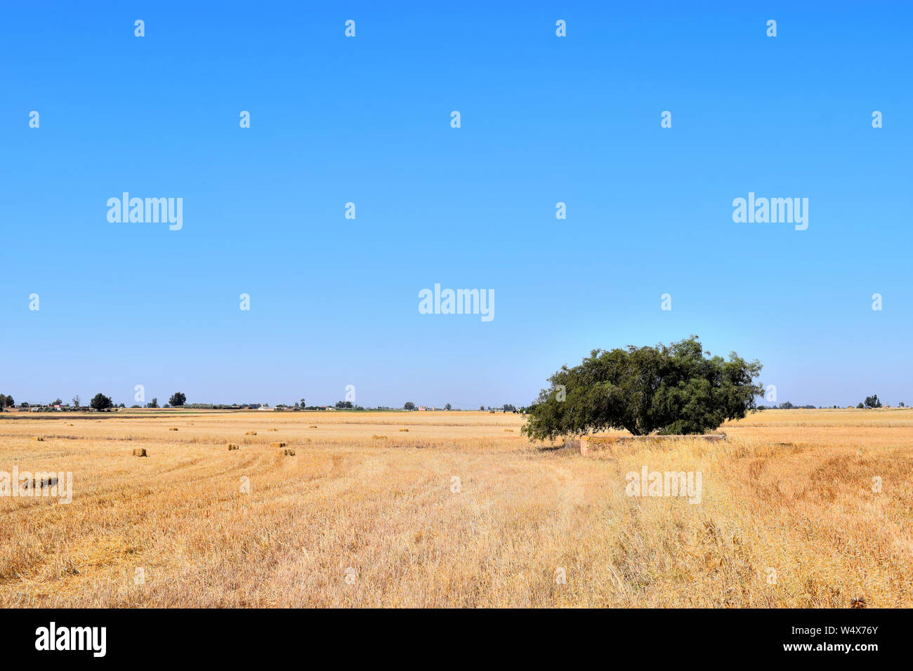Tempo del raccolto di grano con un albero paesaggio panoramico campo con pagliaio, stagione di raccolto, farm , organici coltivati, bellezza Foto Stock