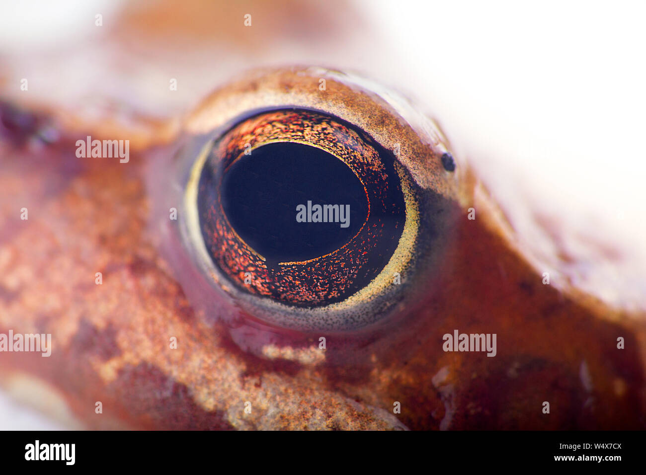 Occhio della rana comune (Rana temporaria). Bug-eyed frog Foto Stock
