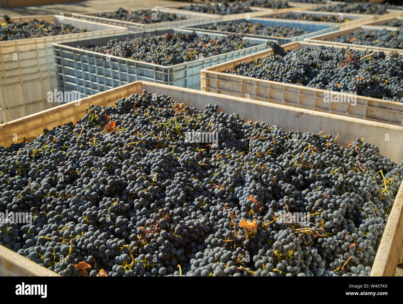 Le uve raccolte. Cestini di uva raccolta pronta per la frantumazione nella Okanagan Valley, British Columbia, Canada. Foto Stock