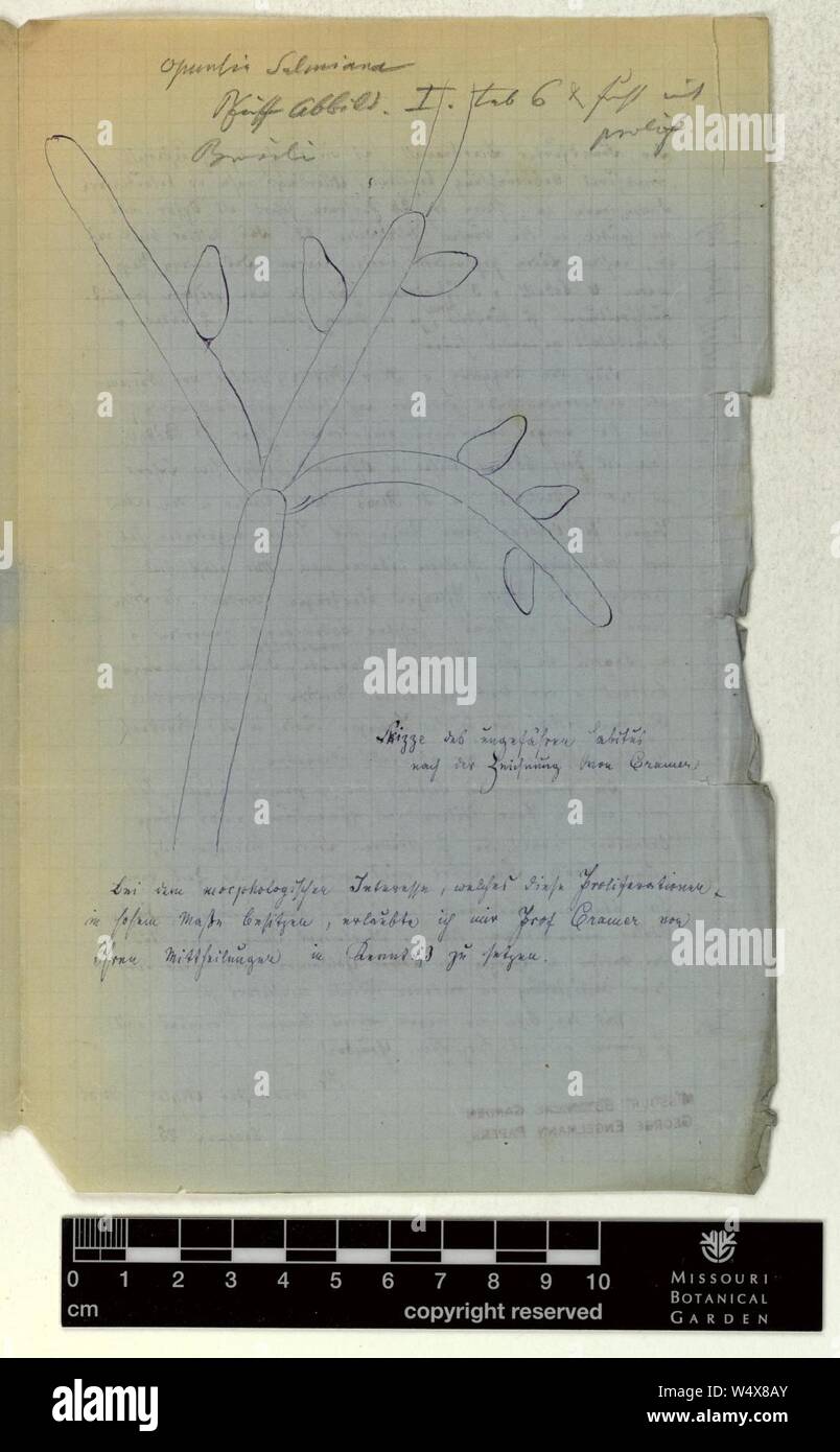 Corrispondenza - Geyler (Hermann) e Engelmann (George) (Nov 11, 1873 (2)) Foto Stock