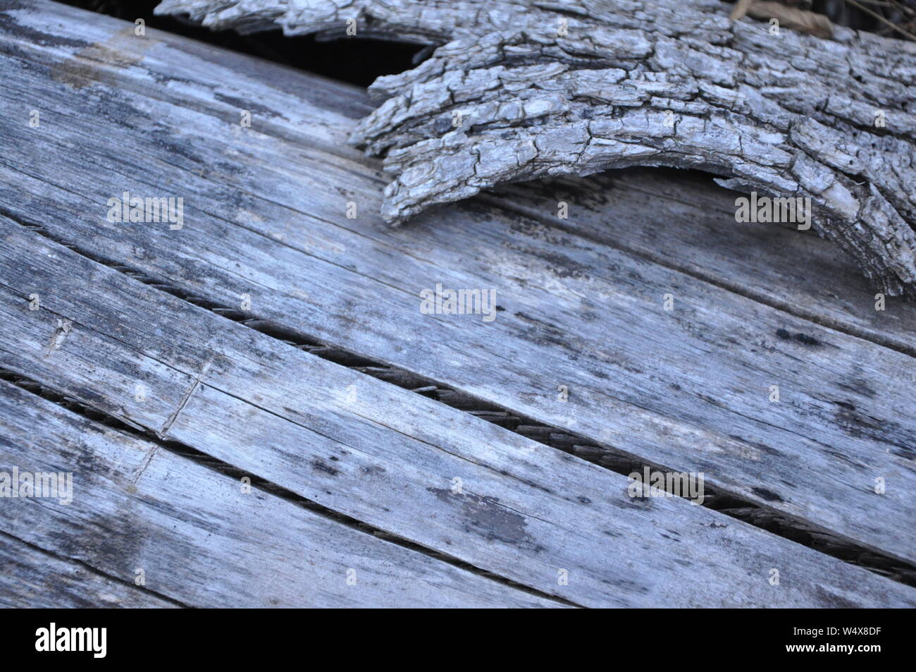 Driftwood sulla spiaggia closeup. Età tronco morto in appoggio sul pavimento nella foresta.colore grigio,legno incrinato Foto Stock