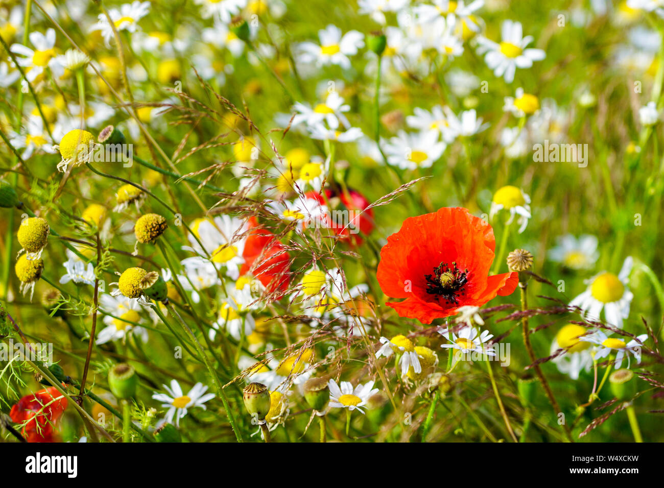 Bellissimo il prato fiorito con papaveri e margherite su un luminoso giorno  di estate, sfondo sfocato Foto stock - Alamy