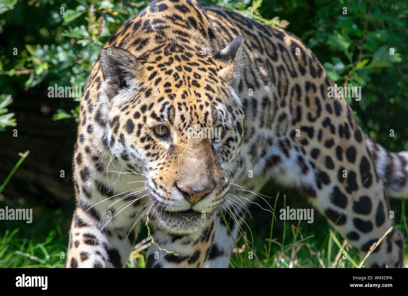 Jaguar Foto Stock