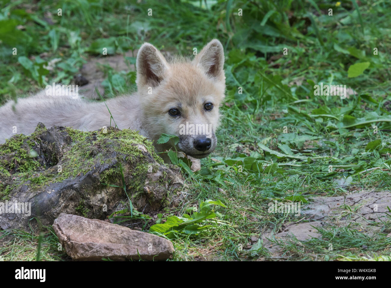 Arctic wolf cub in agguato da dietro un tronco di albero guardando attentamente intorno Foto Stock