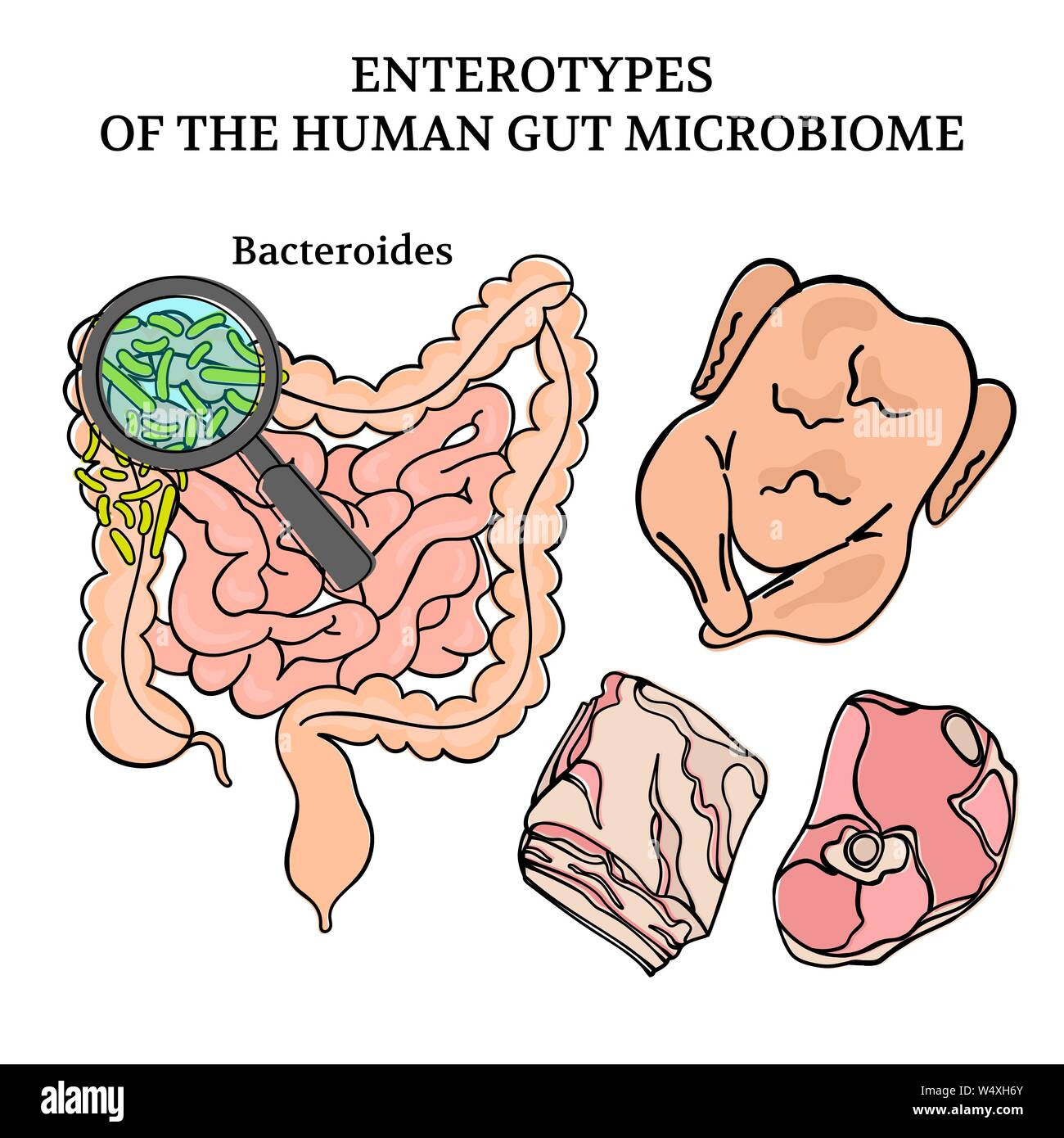 MICROBIOM ENTEROTYPES BACTEROIDES intestini schema di medicina anatomia Handdraw umano illustrazione vettoriale impostato Illustrazione Vettoriale