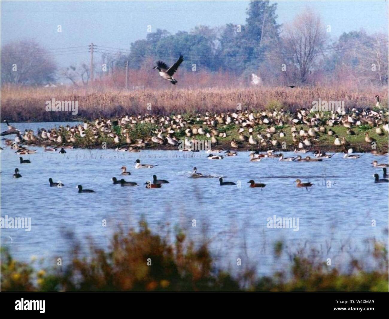 Fiume Cosumnes preservare gli uccelli. Foto Stock