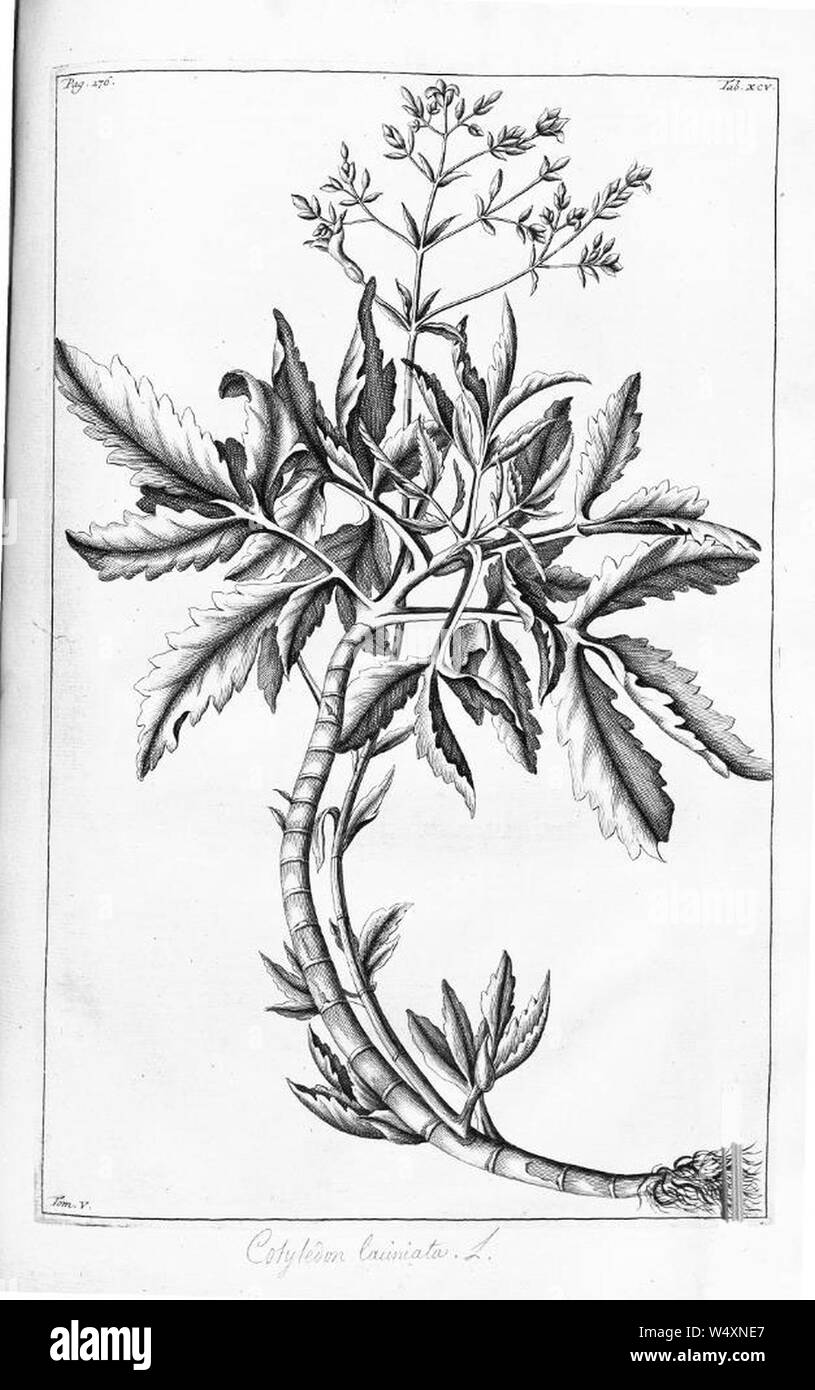 Cotiledone laciniata-Rumpf-Herbarium Amboinenses-Band5 Tafel95. Foto Stock