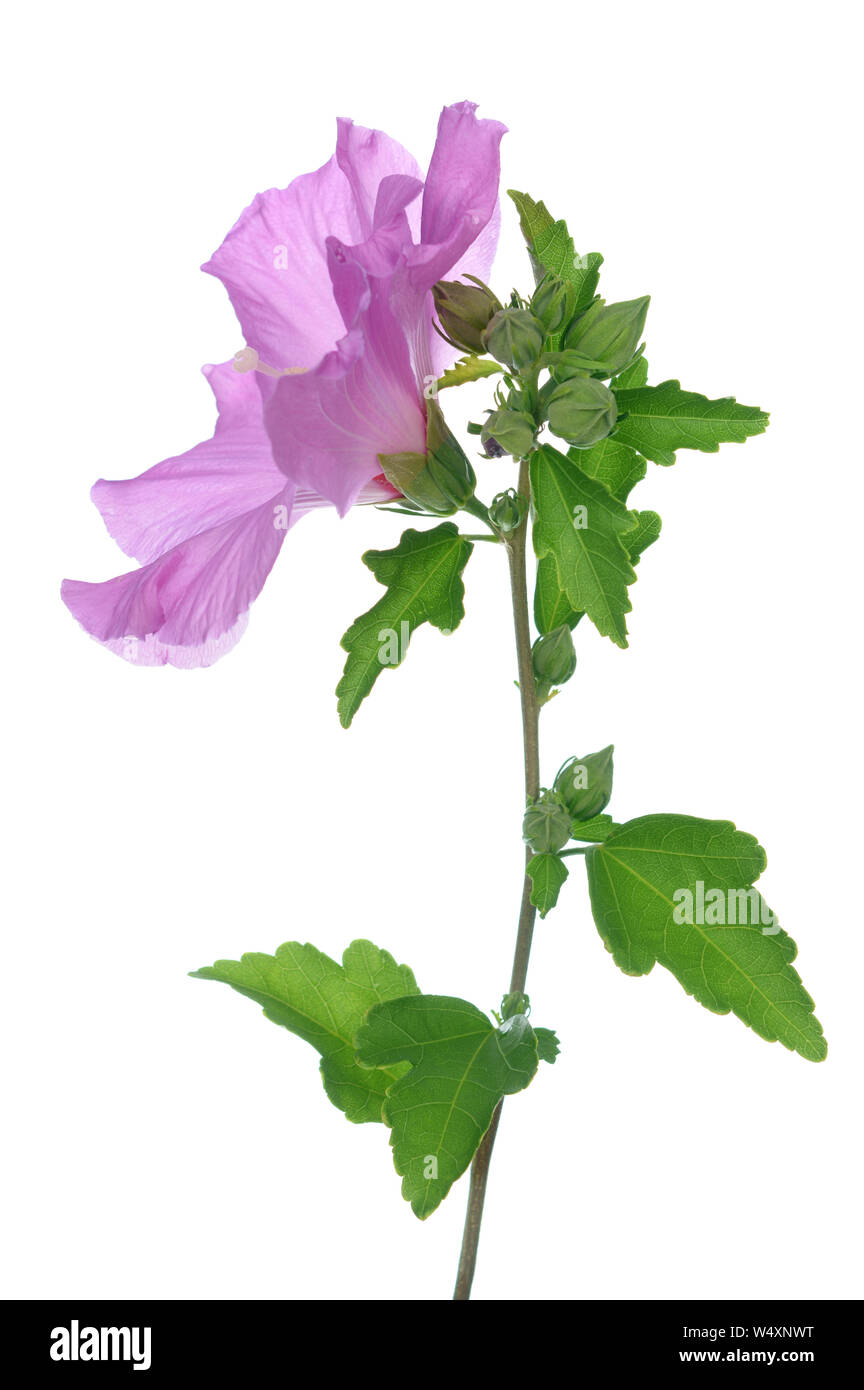 Fiori di ibisco, la famiglia di malva, Malvaceae Foto Stock