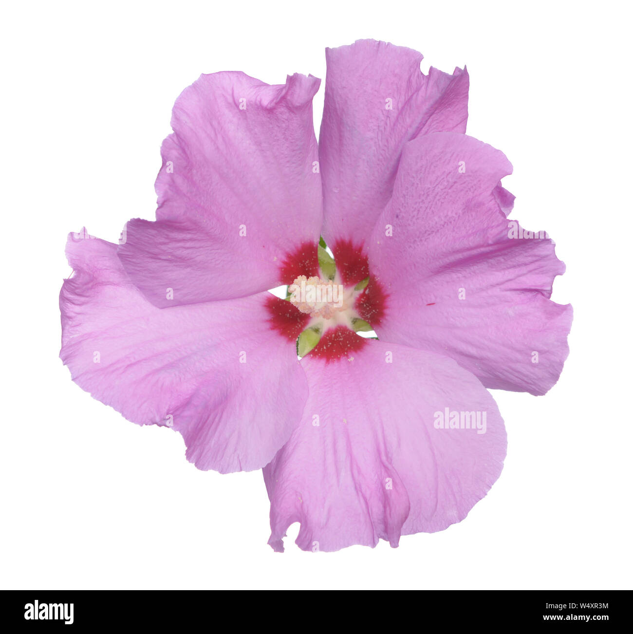 Fiori di ibisco, la famiglia di malva, Malvaceae Foto Stock