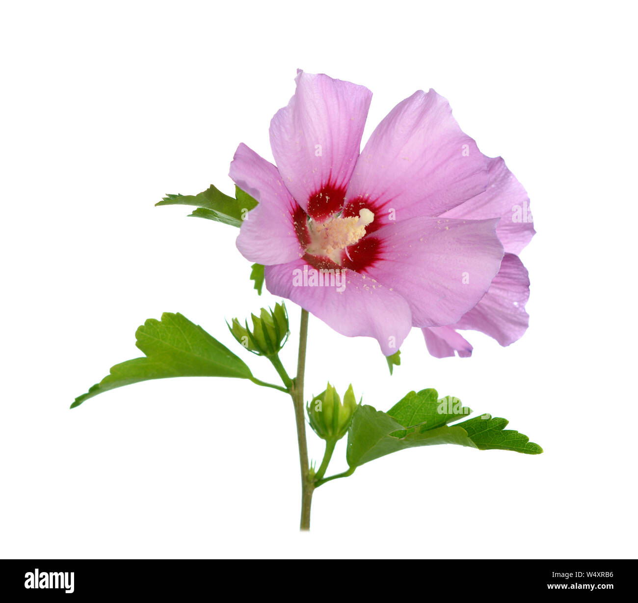 Fiori di ibisco, la famiglia di malva, Malvaceae Foto Stock