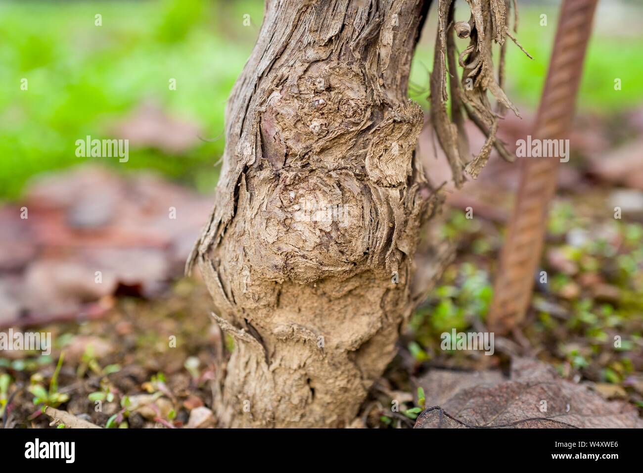 Extreme close-up del trapianto tra un vitigno europeo e americano al portinnesto un vigneto nella contea di Sonoma, Healdsburg, California; è una pratica comune per innesto vitigni europei al più resistenti alle malattie portinnesto americano nella moderna viticoltura e questa pratica è creduto di avere salvato il vino francese industria dal grande vino francese batterico nel XIX secolo, Dicembre 22, 2018. () Foto Stock
