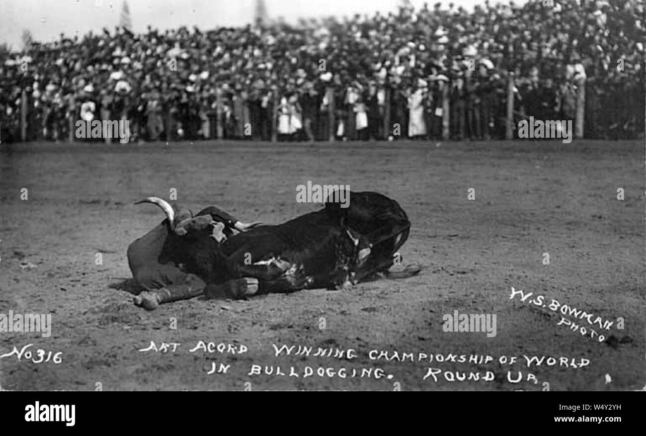 Cowboy Art Acord wrestling un manzo al Round-Up Pendleton Oregon tra il 1910 e il 1917 (AL+CA 1864). Foto Stock