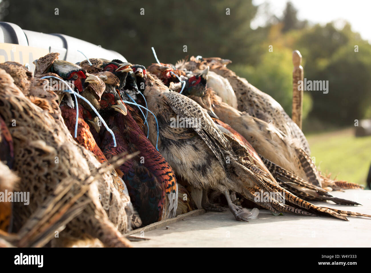 Gioco di colpo da una giornata di Caccia ai faggiani appeso a sparare il trasporto prima di essere trasferito alla proprietà di stoccaggio refrigerati Foto Stock