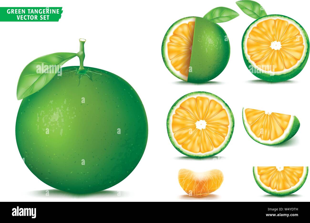 Verde mandarino arancio amaro frutto maturo realistiche in 3D Vector cibo Set. Tutta la metà e tagliate a fette in versione isolata Sfondo bianco Illustrazione Vettoriale