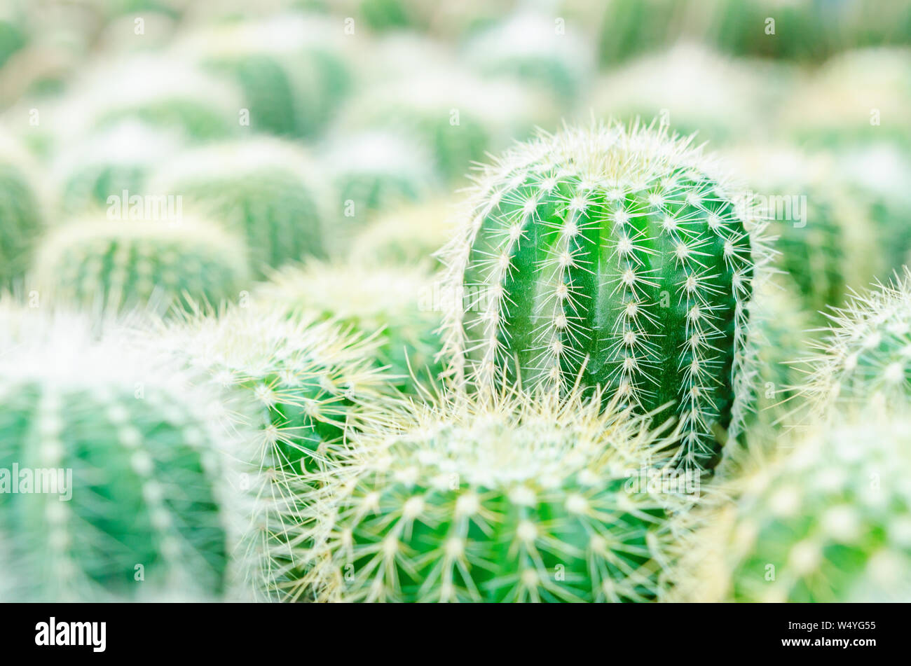 Messa a fuoco selettiva vicino sul Golden barrel cactus (Echinocactus grusonii) cluster. ben noto specie di cactus, endemico est-Messico centrale ampiamente Foto Stock