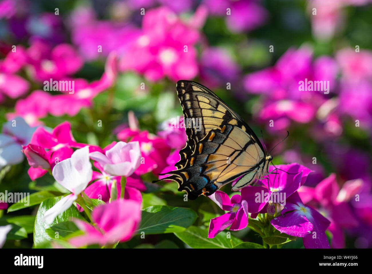 Una tigre orientale a coda di rondine prende il nettare da porpora, magenta, rosa e bianco dei fiori in un giardino estivo Foto Stock