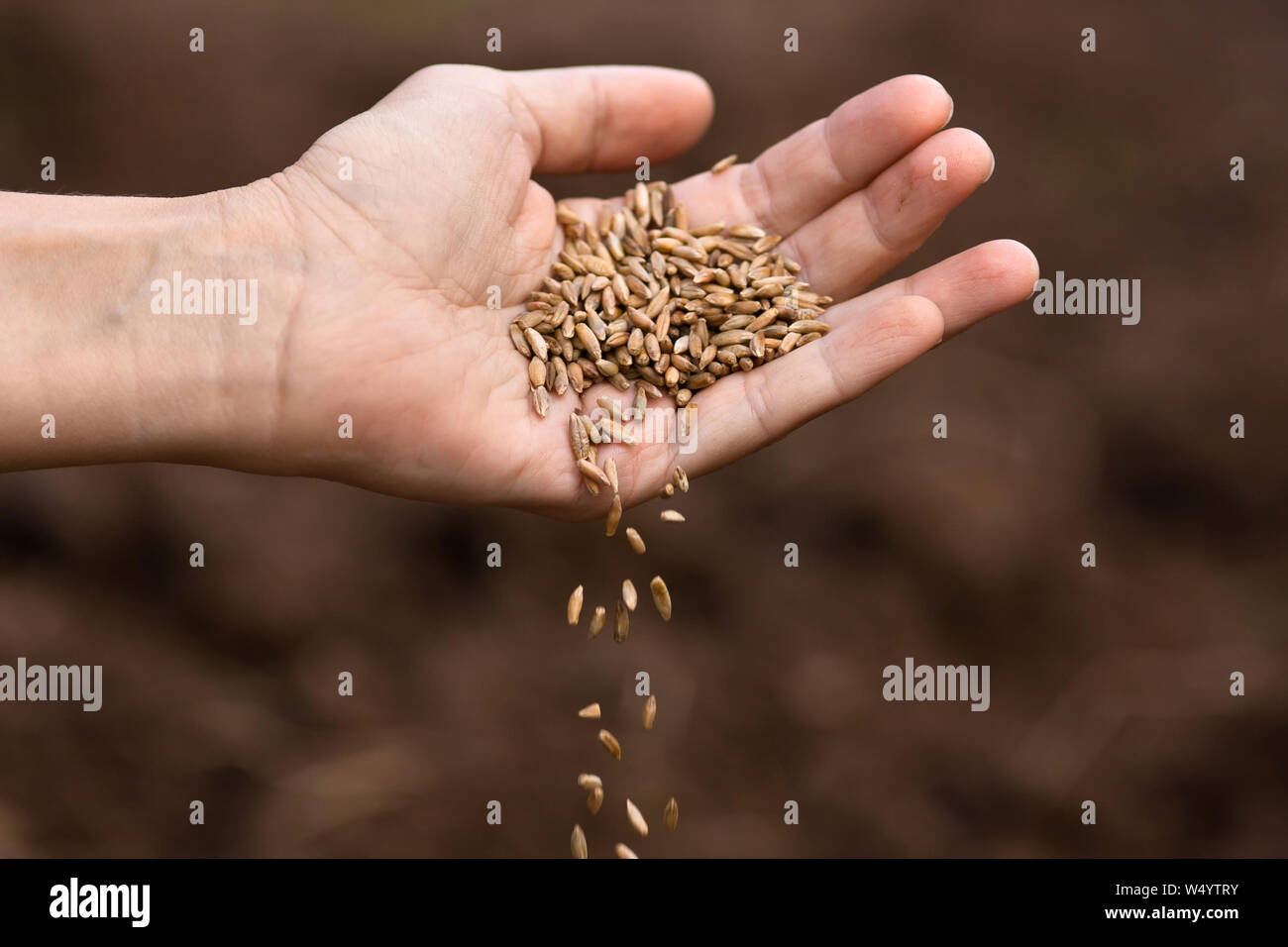 Mano di donna versando mature di grano di segale, primo piano Foto Stock