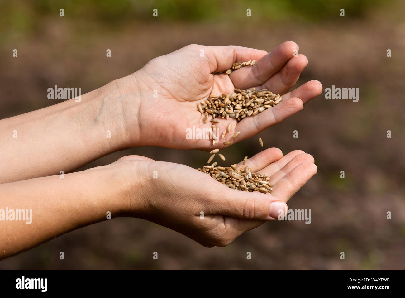 Mani e versando mature di grano di segale, primo piano Foto Stock
