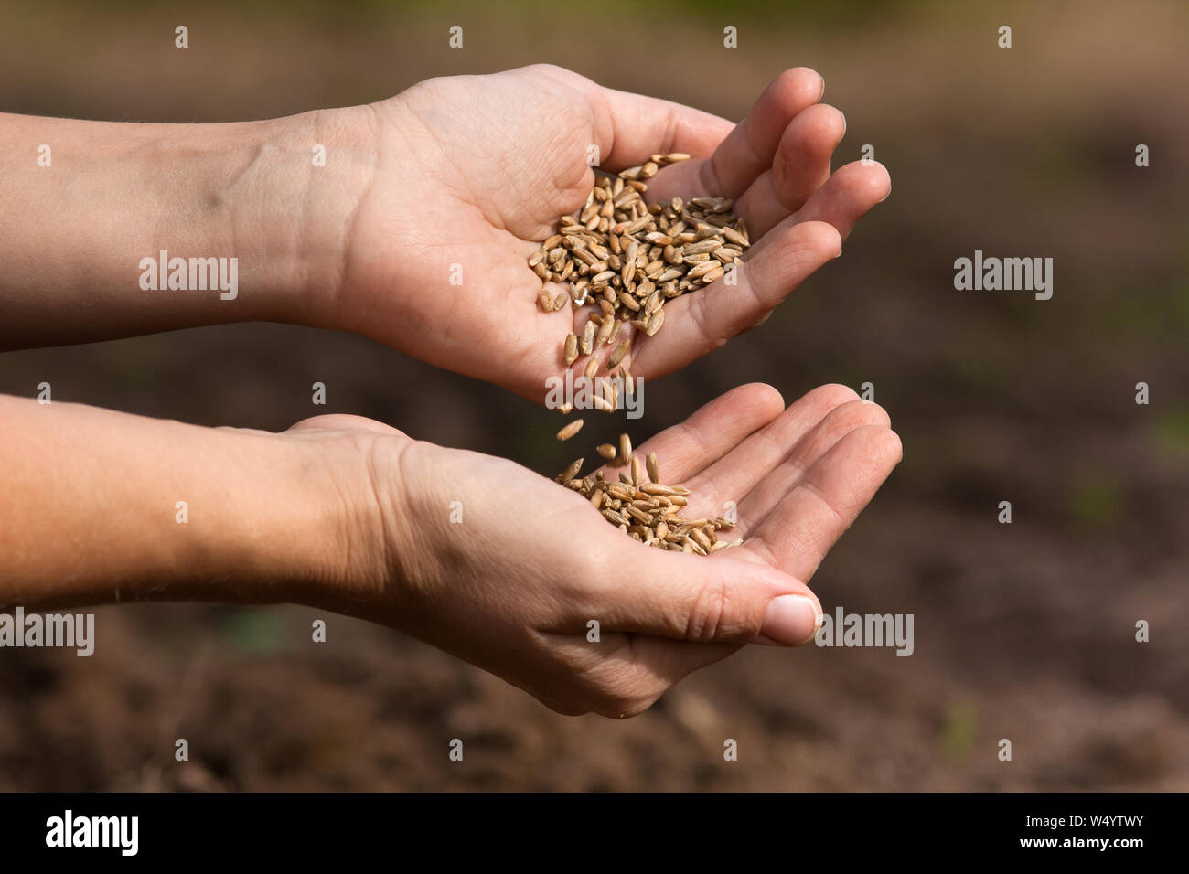 Mani e versando mature di grano di segale, primo piano Foto Stock