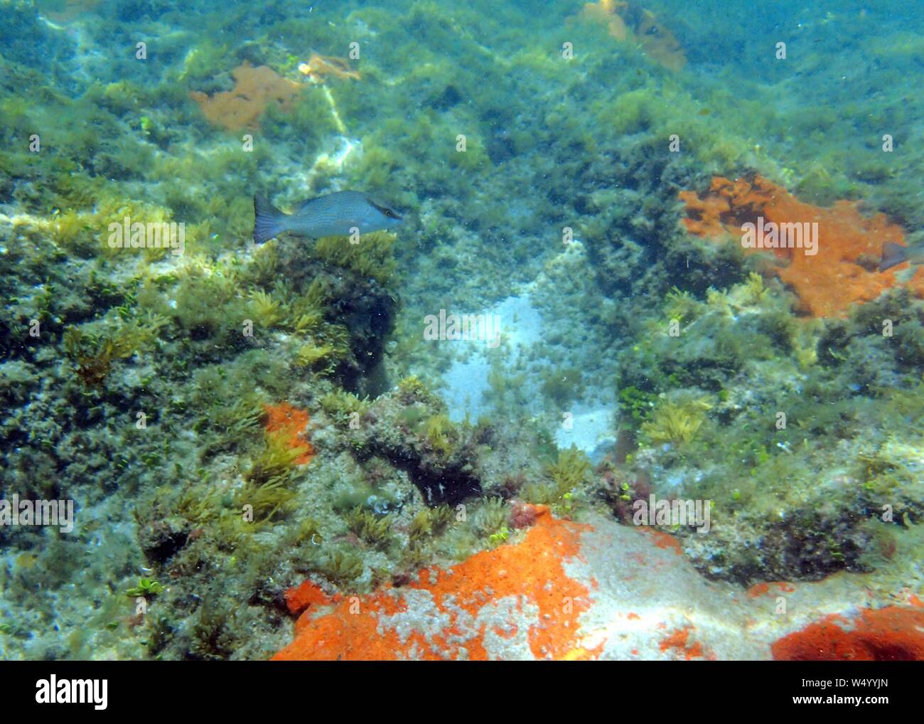 Un sottomarino di foto di un dentice grigio (Lutjanus griseus) nuoto intorno alla roccia e le barriere coralline. Lutiani sono una famiglia di pesci perciform, Lutjanidae. Foto Stock