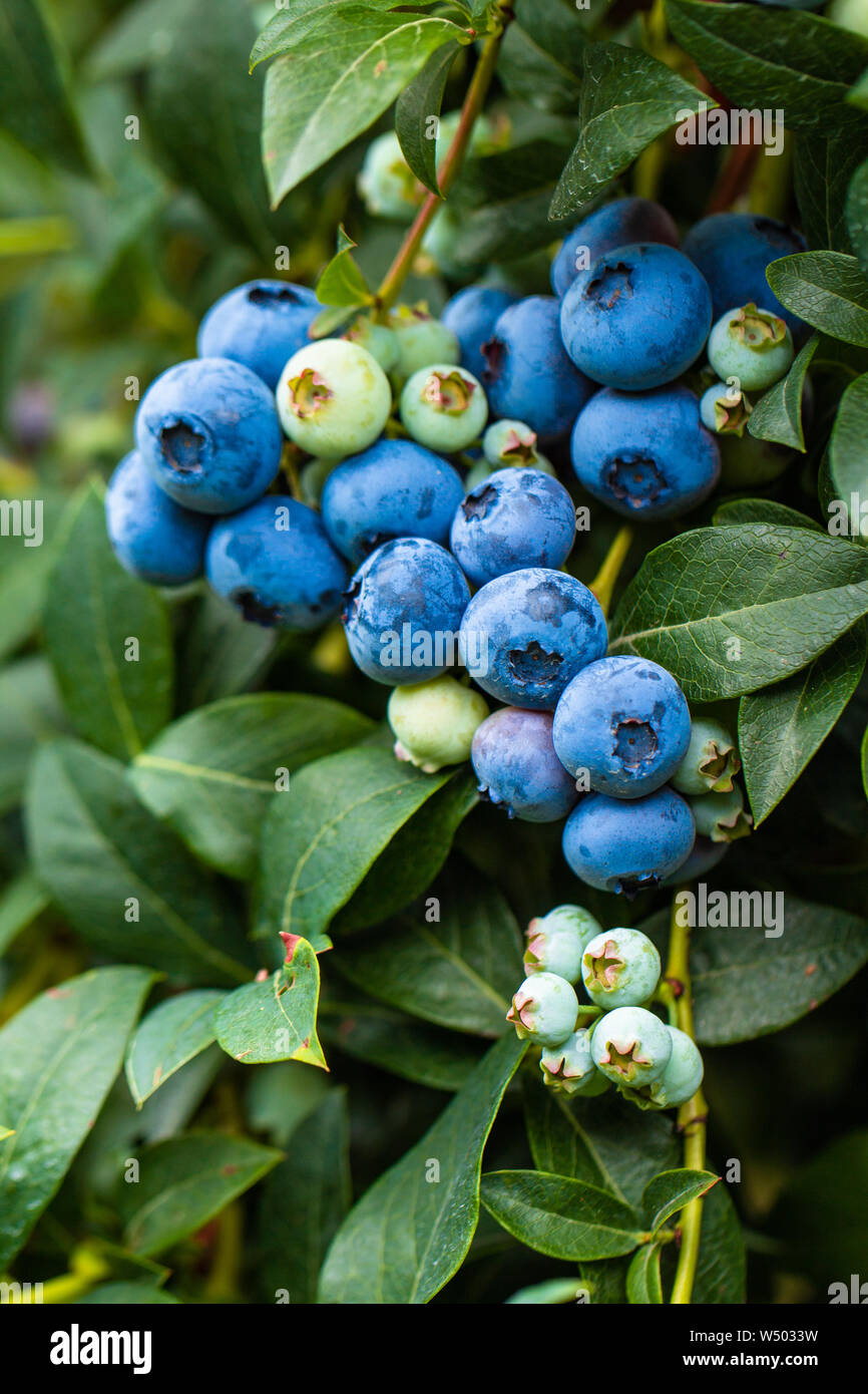 I mirtilli crescono su Bush in un campo Foto Stock