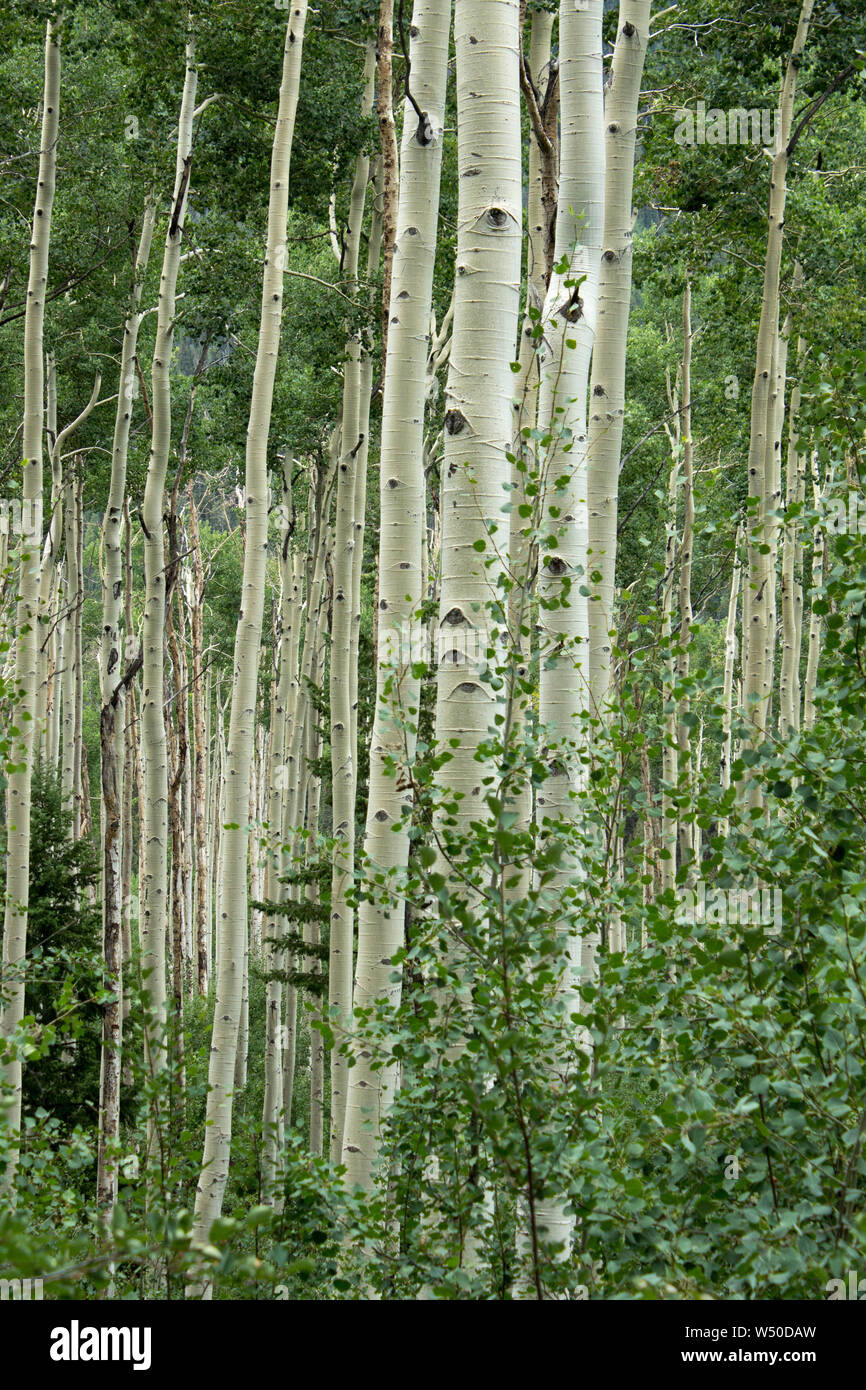 Boschetto di vacilla Aspen (Populus tremuloides) in estate, Colorado Foto Stock
