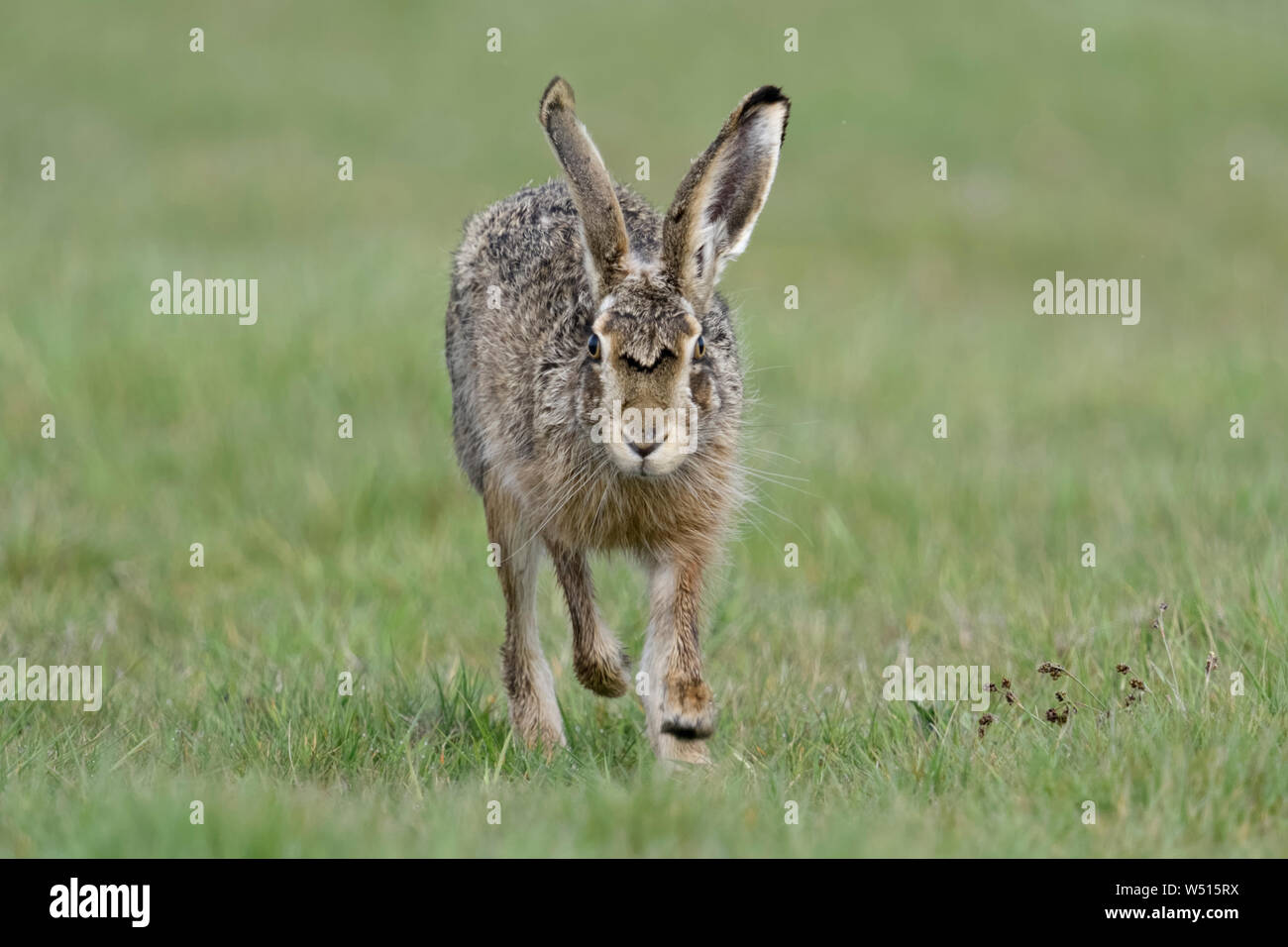 Brown Lepre / Europea Lepre / Feldhase ( Lepus europaeus ) è in esecuzione su un prato in modo diretto verso la fotocamera, contatto visivo, la fauna selvatica, l'Europa. Foto Stock