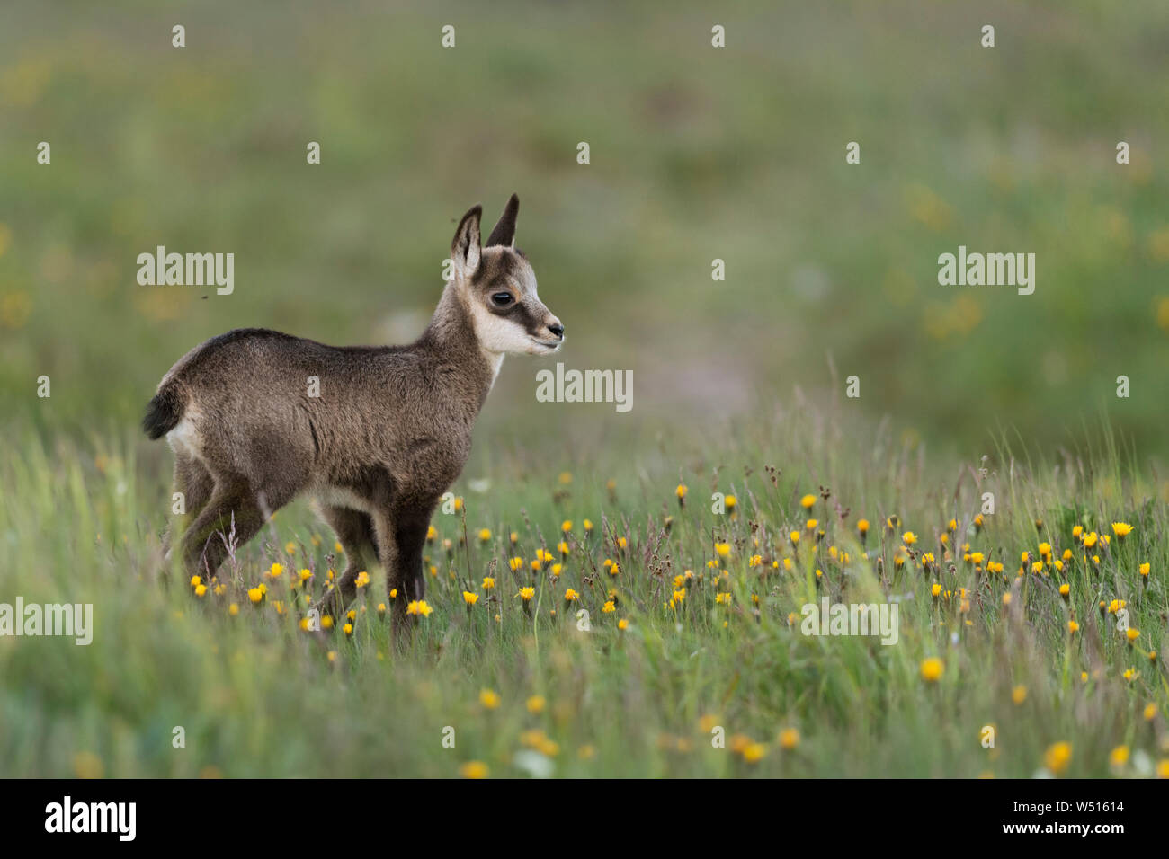 Il camoscio / Gaemse ( Rupicapra rupicapra ), carino fulvo, bambino piccolo animale, in piedi in una fioritura di prato alpino, guardare per i suoi genitori, l'Europa. Foto Stock