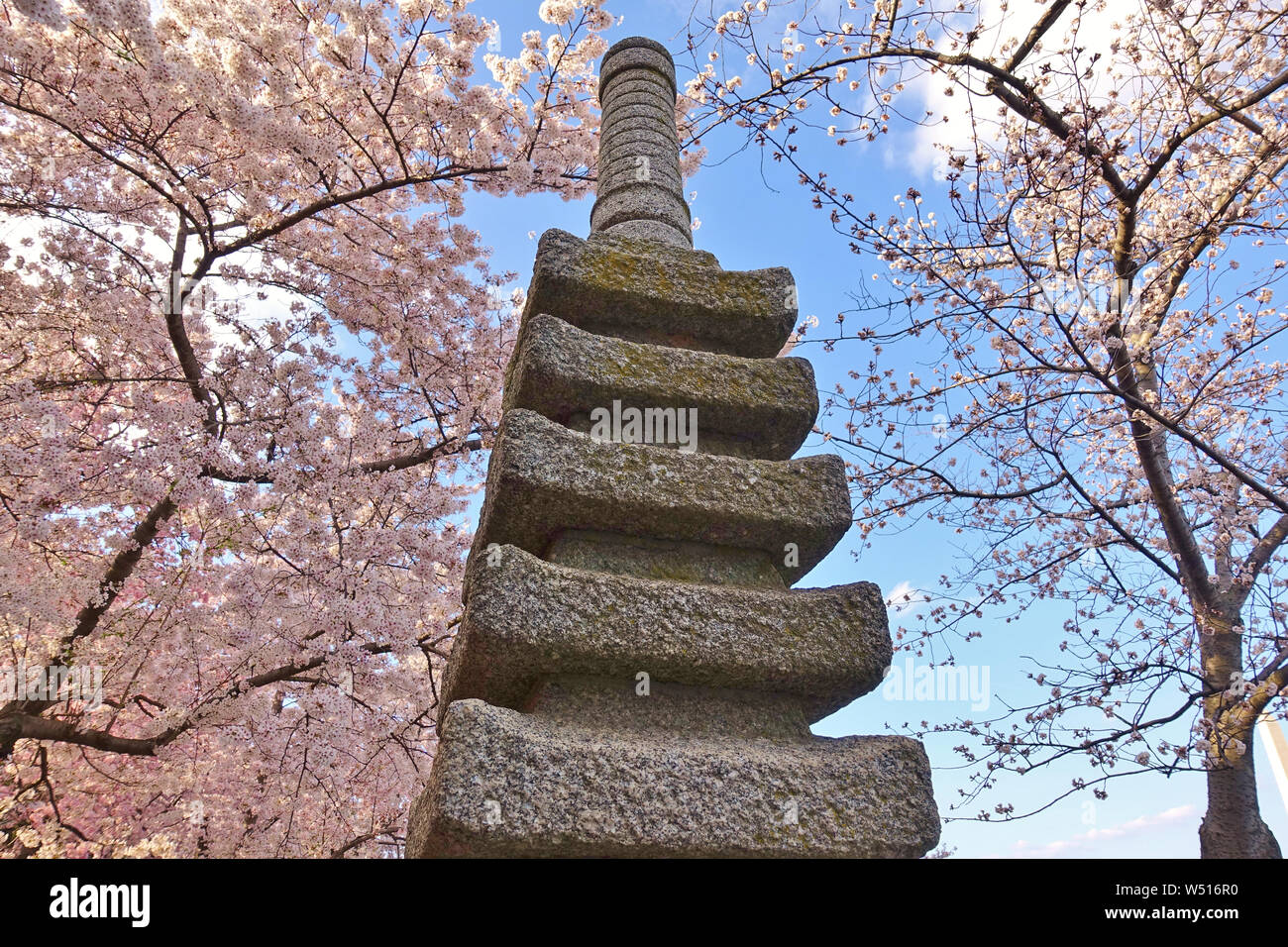 Sakura Cherry Blossoms oltre una piccola Giapponese pagoda di pietra dal bacino di marea in Washington, DC Foto Stock