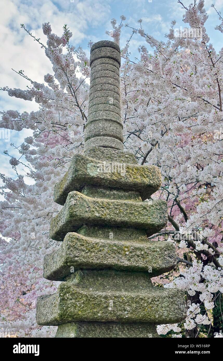 Sakura Cherry Blossoms oltre una piccola Giapponese pagoda di pietra dal bacino di marea in Washington, DC Foto Stock