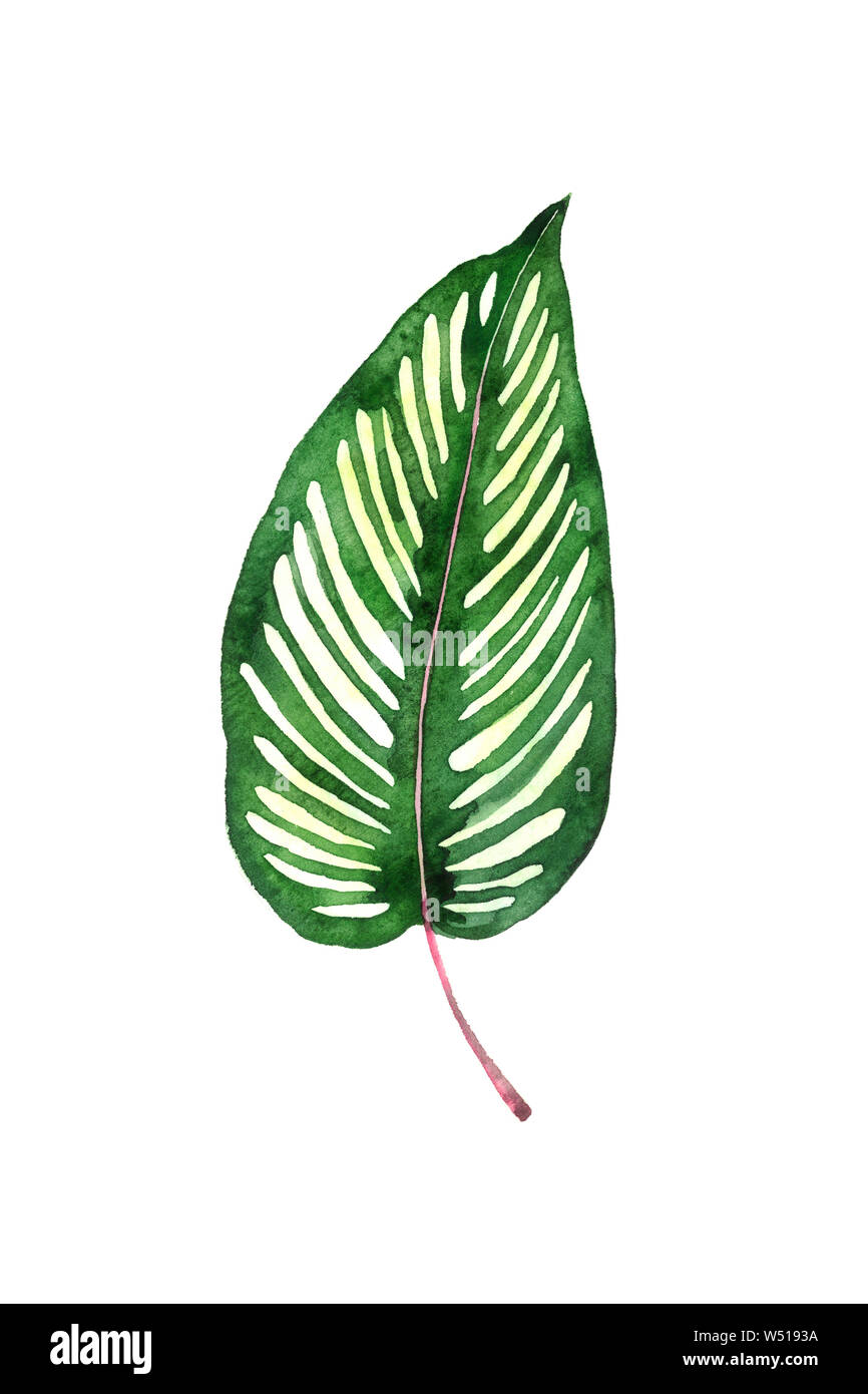 Maranta foglia striato isolato su bianco dipinto a mano illustrazione ad acquerello, elemento di design per il biglietto, invito pattern Foto Stock