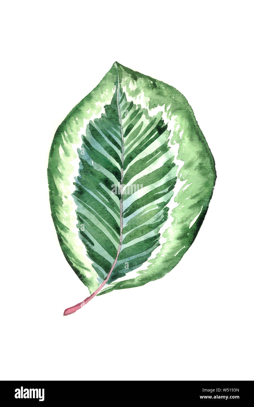 Maranta foglia striato isolato su bianco dipinto a mano illustrazione ad acquerello, elemento di design per il biglietto, invito pattern Foto Stock