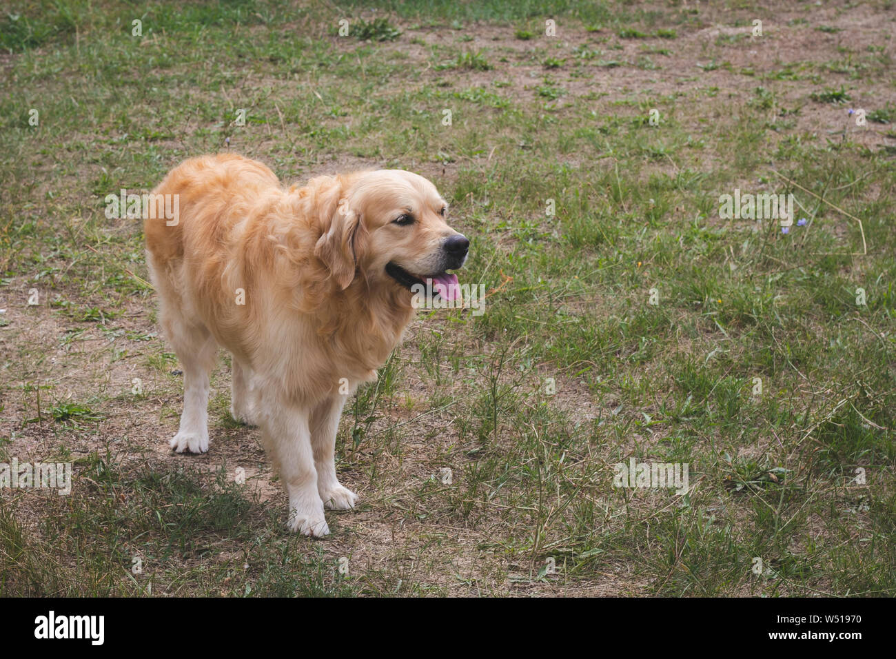 Ritratto di golden retriever con spuntavano lingua. Gioiosa pet, cane di razza pura al di fuori sull'erba. Copia dello spazio. Foto Stock