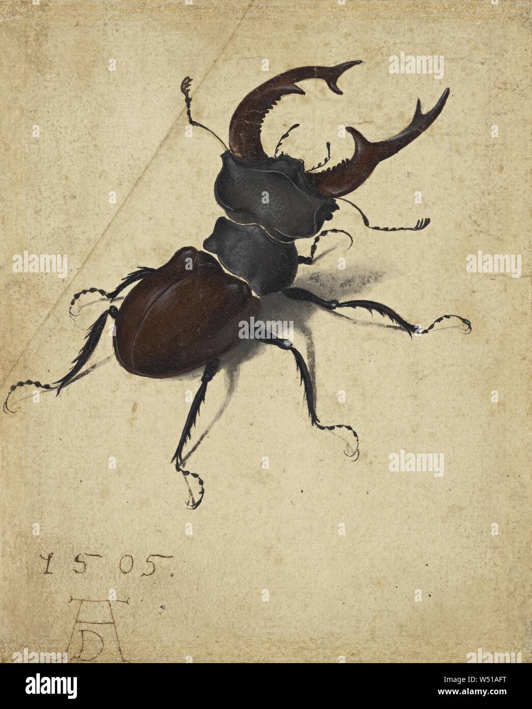Stag Beetle, Albrecht Dürer (tedesco, 1471 - 1528), Germania, 1505, acquarello e tempera, angolo superiore sinistro della carta aggiunti, con punta di antenna sinistra dipinto in da una mano successiva, 14,1 x 11,4 cm (5 9/16 x 4 1/2 in Foto Stock