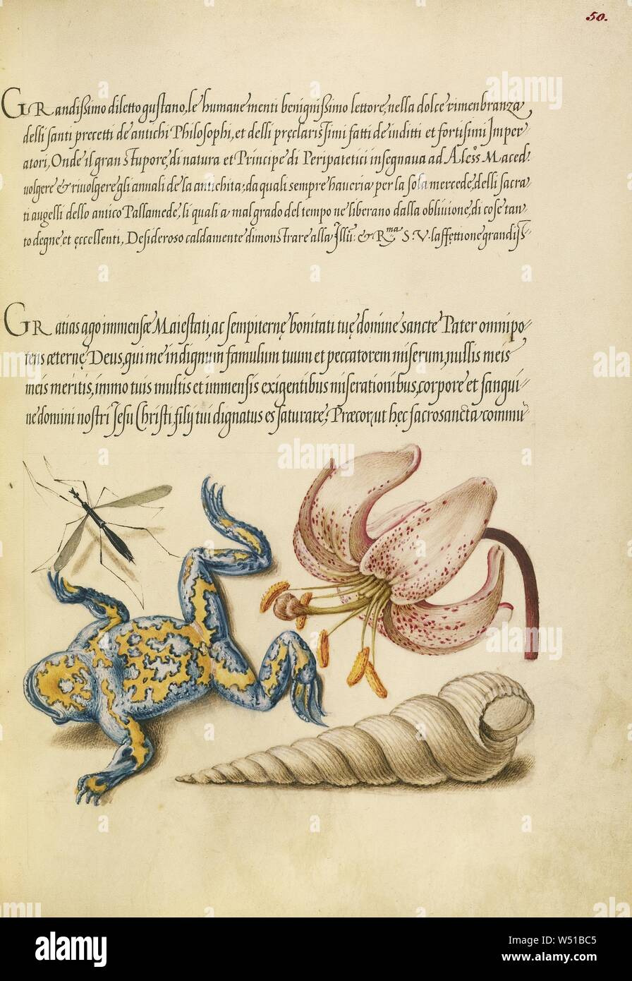 Acqua moscerino primaverile, il giglio martagone, Yellow-Bellied Toad e vite Europea Shell, Joris Hoefnagel (fiammingo / ungherese, 1542 - 1600), e Georg Bocskay (ungherese, morto 1575), Vienna, Austria, 1561 - 1562, illuminazione aggiunto 1591 - 1596, acquarelli, oro e argento vernice, e inchiostro su pergamena, Leaf: 16,6 x 12,4 cm (6 9/16 x 4 7/8 in Foto Stock