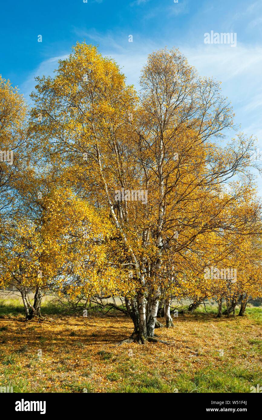 Roverella betulle (Betula pubescens), in autunno scolorito, Rhon Riserva della Biosfera, Baviera, Germania Foto Stock